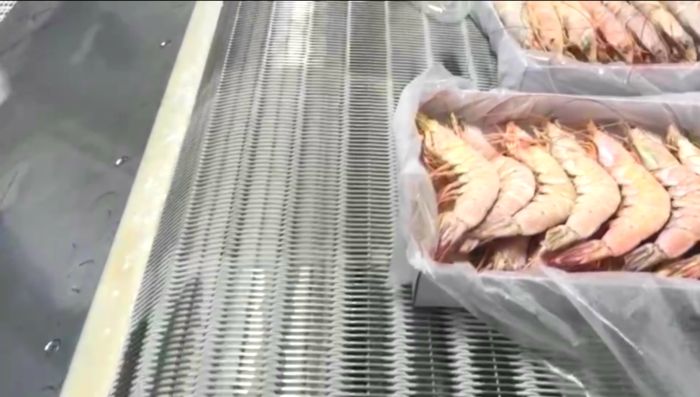 不銹鋼網(wǎng)帶中一款線圈式輸送帶展現(xiàn)了冷凍大蝦時(shí)的風(fēng)采